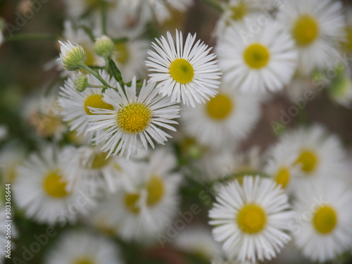 Fleurs blanches et jaunes