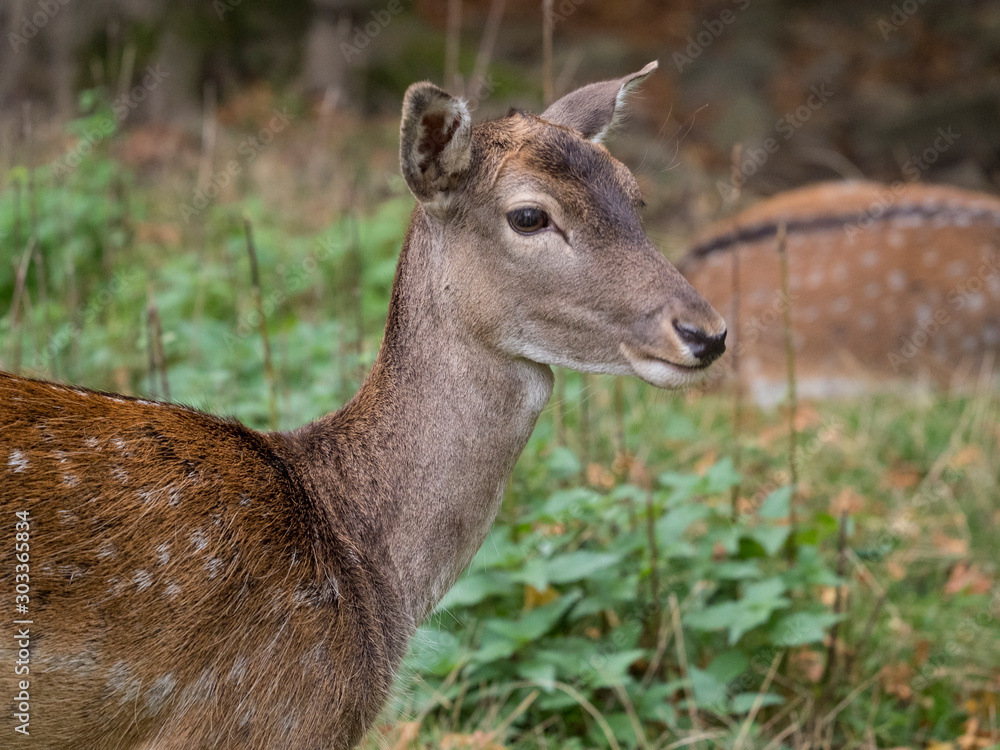 Biche Biche