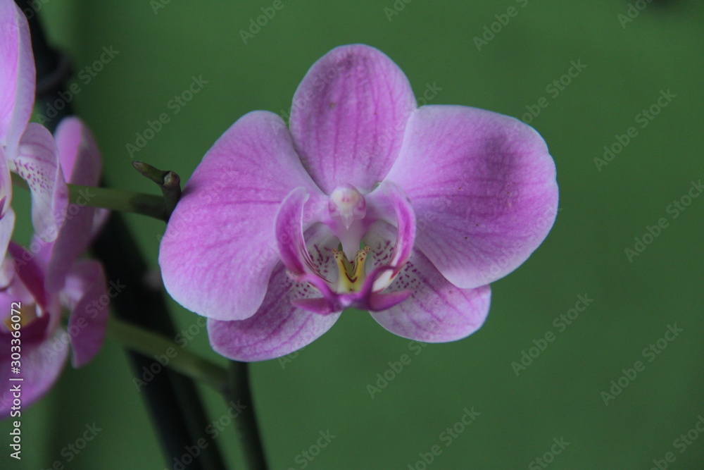 Obraz premium orquidia