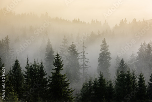 Fog above pine forests. Detail of dense pine forest in morning mist.