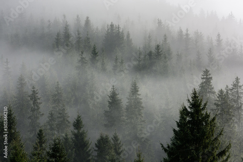 Fog above pine forests. Detail of dense pine forest in morning mist.
