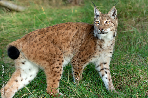 Eurasian Lynx © Colin