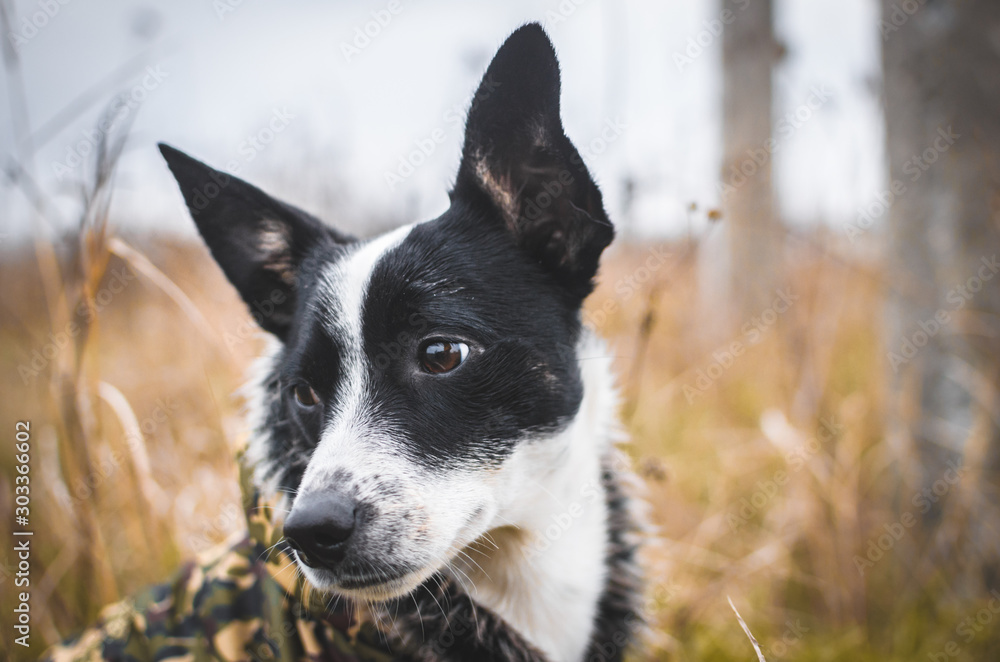 Dog friend of man in the field. Outdoor basenji portrait looking to the side, dog in clothes, in a warm coat