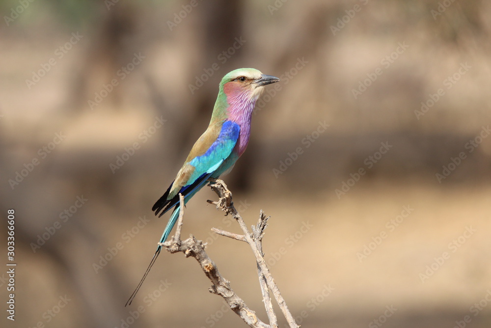 Colorful Roller