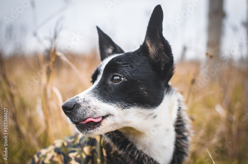 Dog friend of man in the field. Outdoor basenji portrait looking to the side, dog in clothes, in a warm coat © FellowNeko