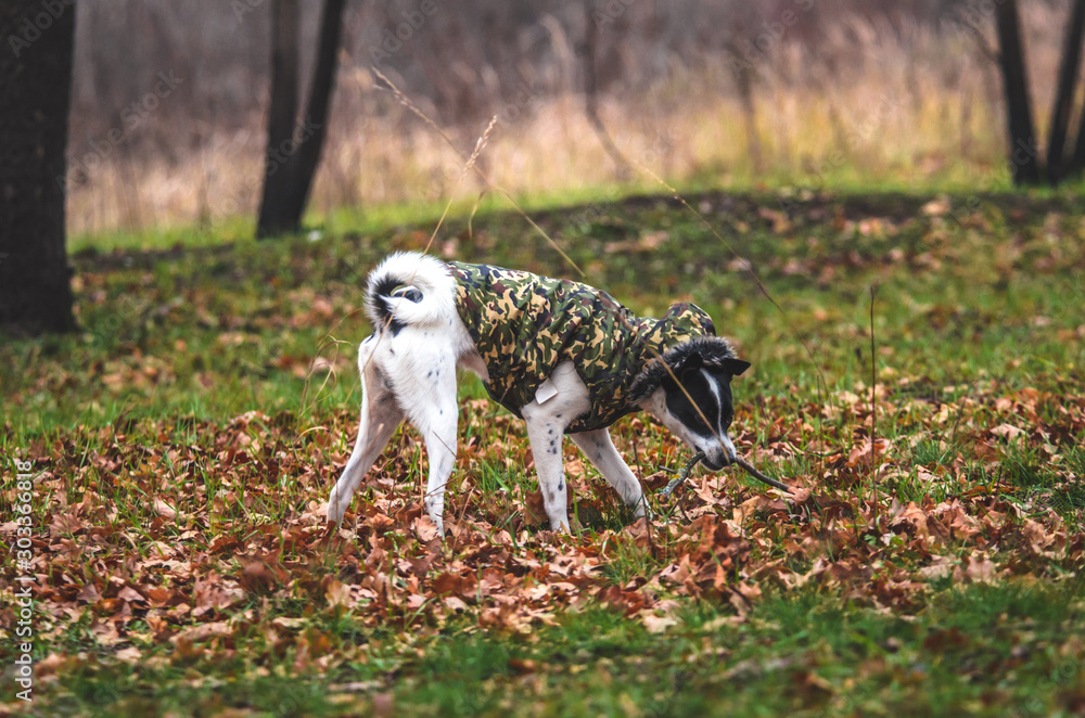 Dog in the field with orange leaves. Dog in clothes walks on the street. Dog in the field with orange leaves. Dog in clothes walks on the street.