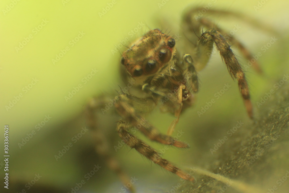 aranha comendo inseto aranha comendo inseto