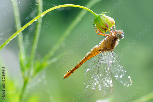 Yellow dragonfly covering with dews