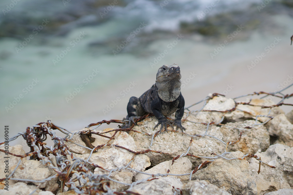 Fototapeta premium iguana on rock