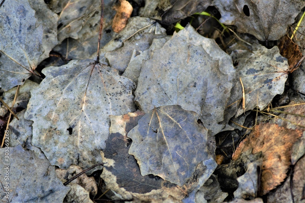 aspen foliage close-up, texture and background aspen foliage close-up, texture and background