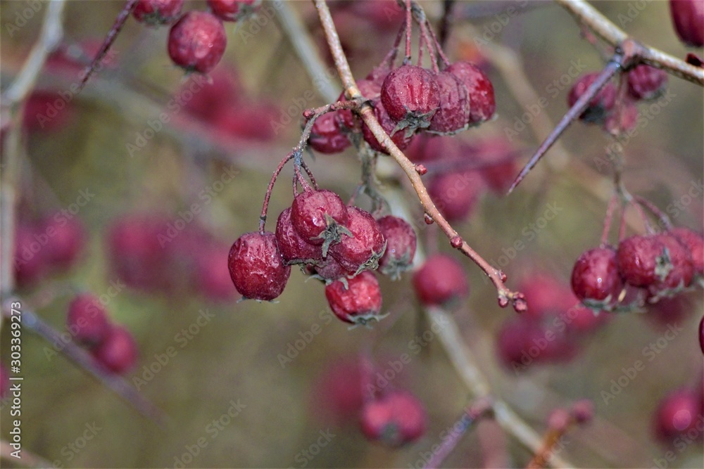 red hawthorn berries on branches closeup