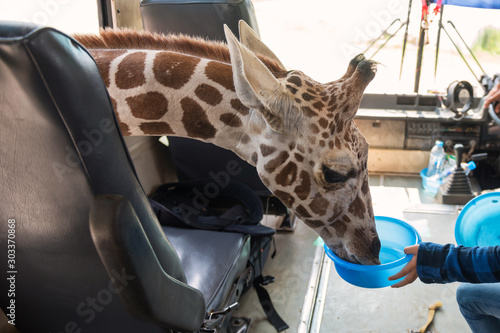 Canvas Print Feeding food to giraffe in bus
