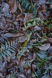  Mit Frost überzogene Pflanzen und Blätter