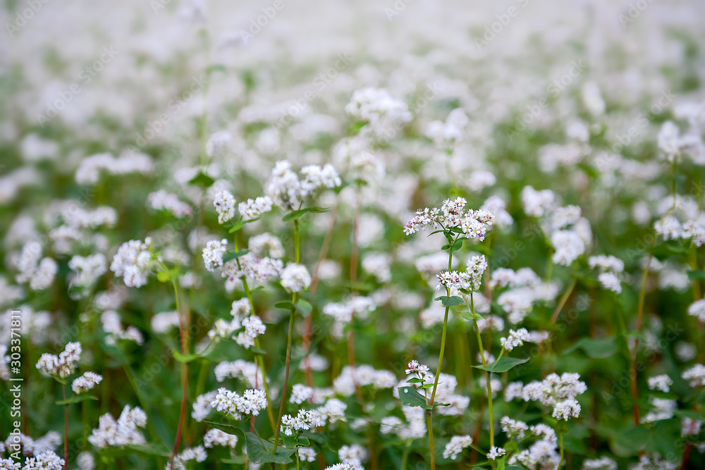Close up of white blooming flowers of buckwheat (Fagopyrum esculentum) growing in agricultural field. Summer day