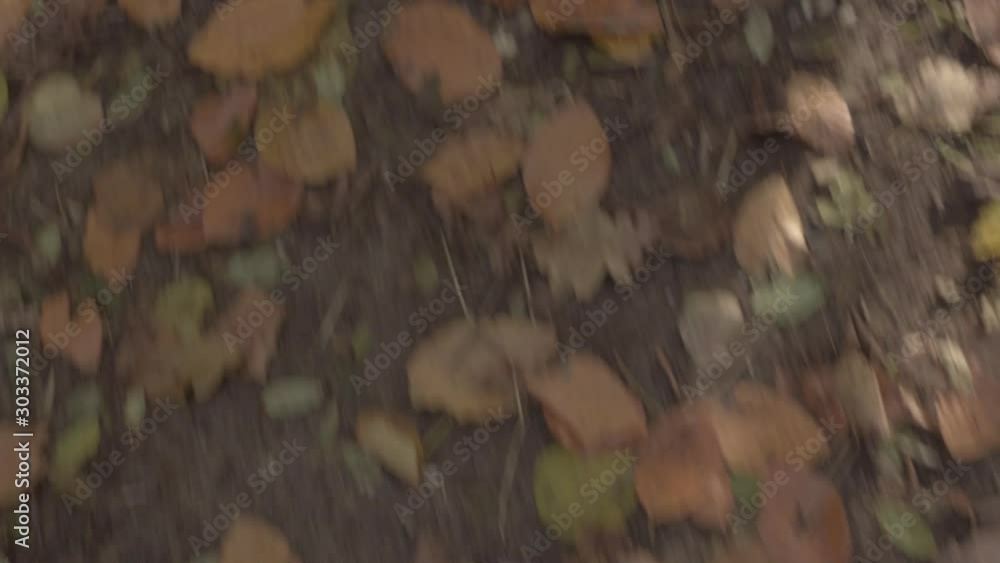 Autumn leaves lie on the ground in a forest Autumn leaves lie on the ground in a forest