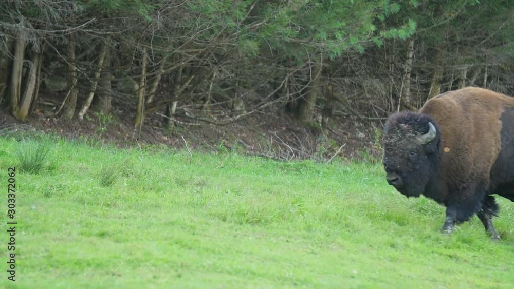 A slow lonely Bison walks by on green grass with forest behind A slow lonely Bison walks by on green grass with forest behind