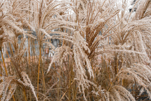 Miscanthus sinensis ferner osten plant close up