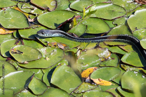 Common Garter Snake (Thamnophis sirtalis) sunning itself atop aquatic plants called water shield. photo