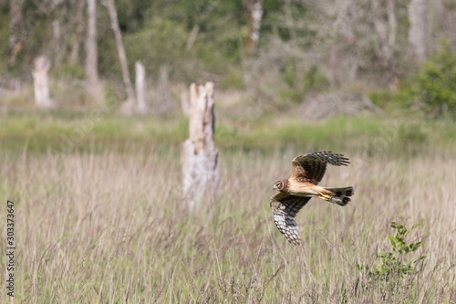 Male Northern Harrier (Circus hudsonius) flies low over a marshy grassland in search of prey. Harriers have an owl-like face with feathers that direct sound to their ears, helping them hunt by sound. photo