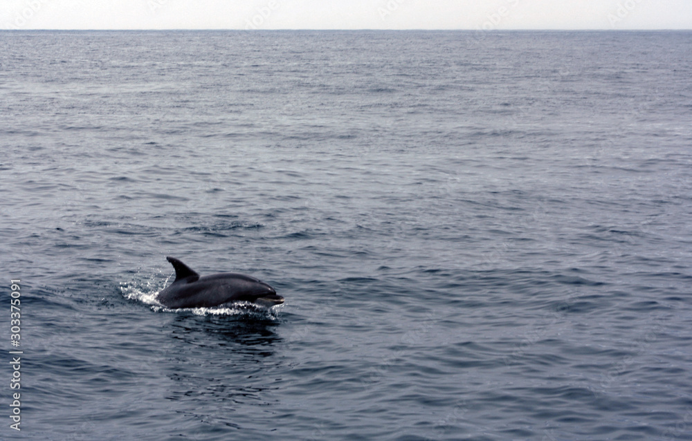 Obraz premium Dolphin at sea