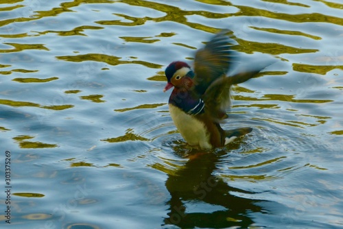 Mandarin duck rising from gold-tinged pond spreading its wings