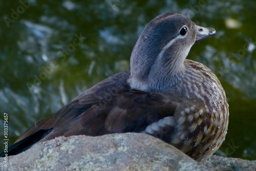 Close-up of female mallard duck sitting on a rock and looking out on the pond