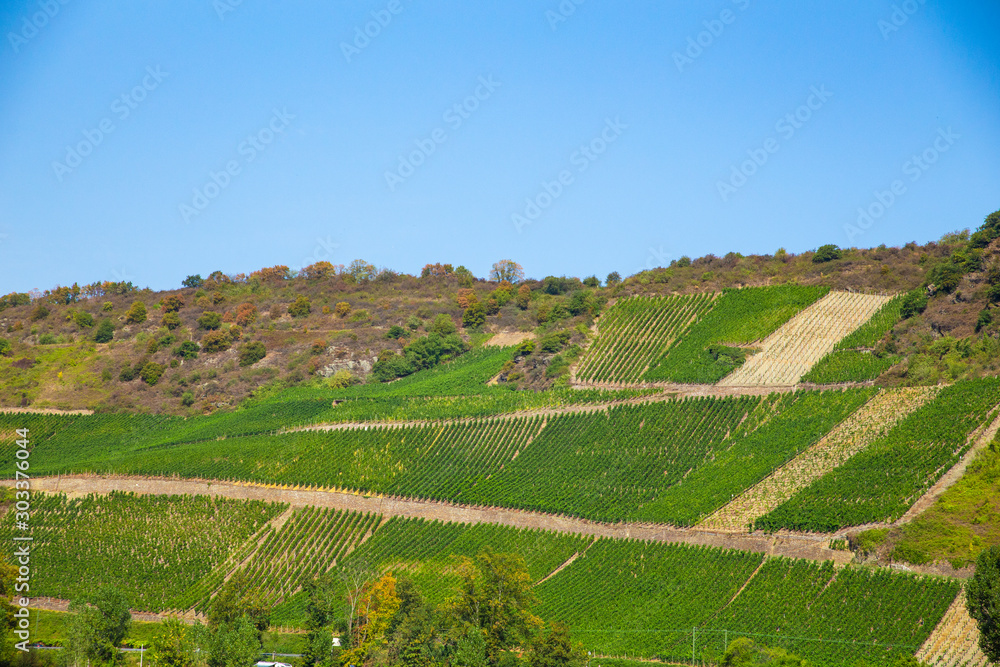 Terraced vineyard along the Rhine River in Germany