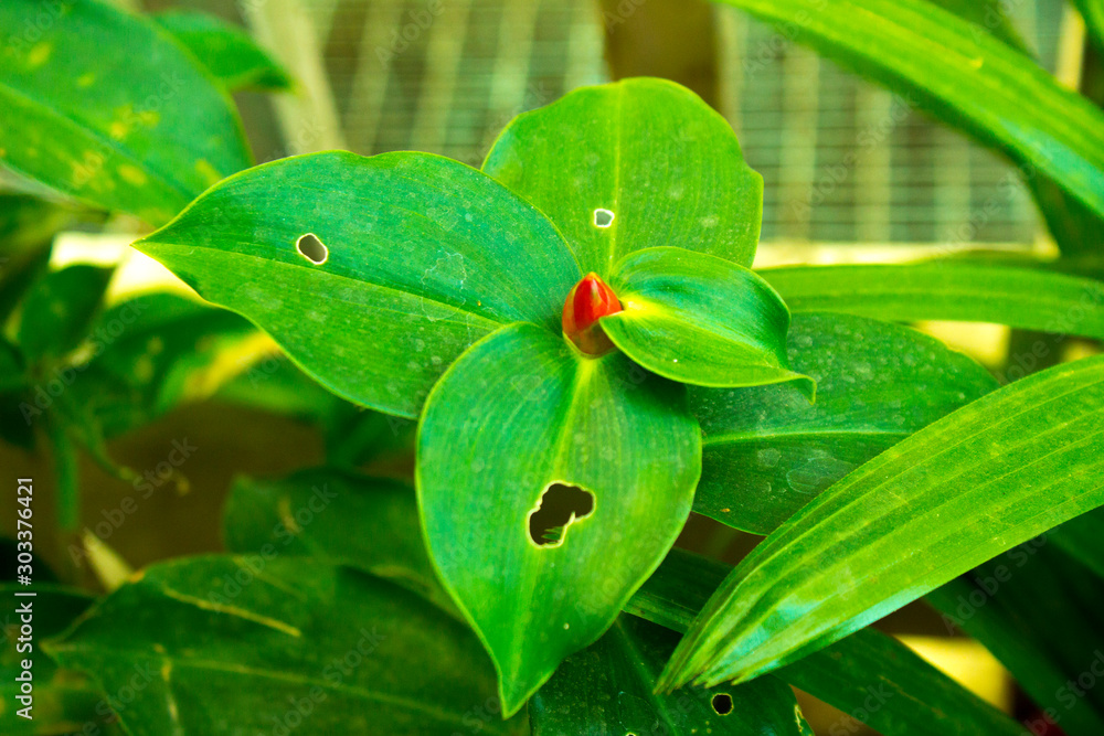 Costus, woodsonii, costus woodsonii, red ginger, ginger plant Costus, woodsonii, costus woodsonii, red ginger, ginger plant