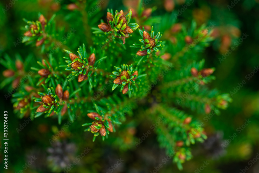 spruce branches on blurred background, close view spruce branches on blurred background, close view