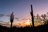 Sonoran Desert sunset with cacti