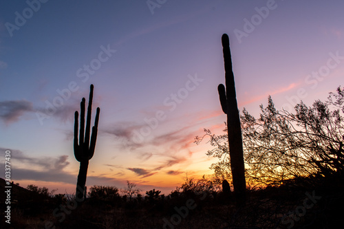 Sonoran Desert sunset with cacti