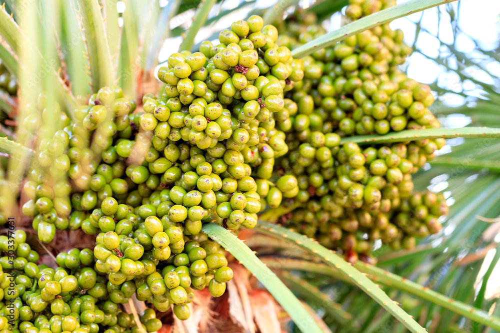 Fruits of green dates grow on a palm tree in the morning light close-up.
