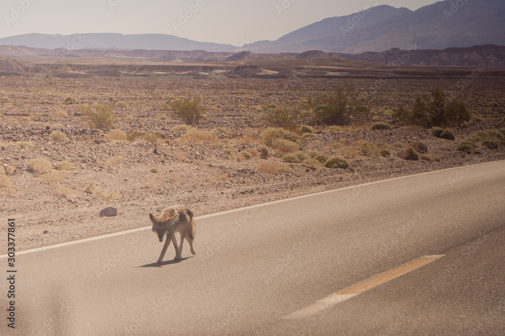 tired of the heat, the coyote is on the road in America