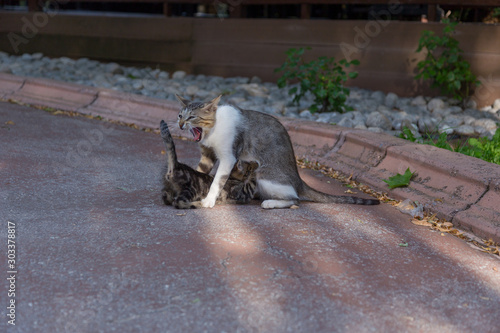 mother stray cat suckling her cub
