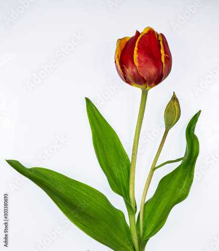 Tulip on White