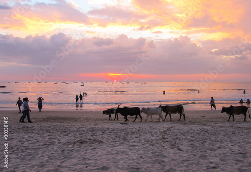 India, Goa. Beautiful, magical sunset on the sea. Sacred cows and people walk along the beach
