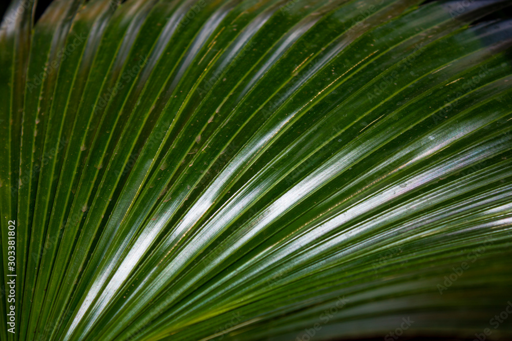 Cold green large leaf from palm tree Cold green large leaf from palm tree