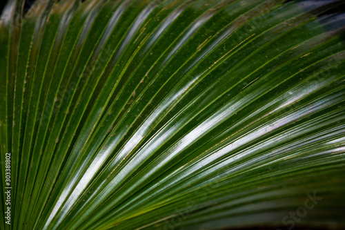 Cold green large leaf from palm tree