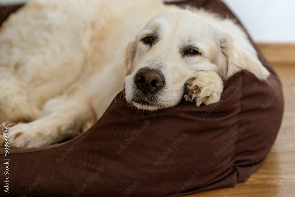 Obraz premium Cozy golden getriever dog napping on the dog bed.