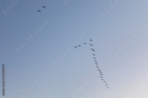 Migratory birds flying wedge