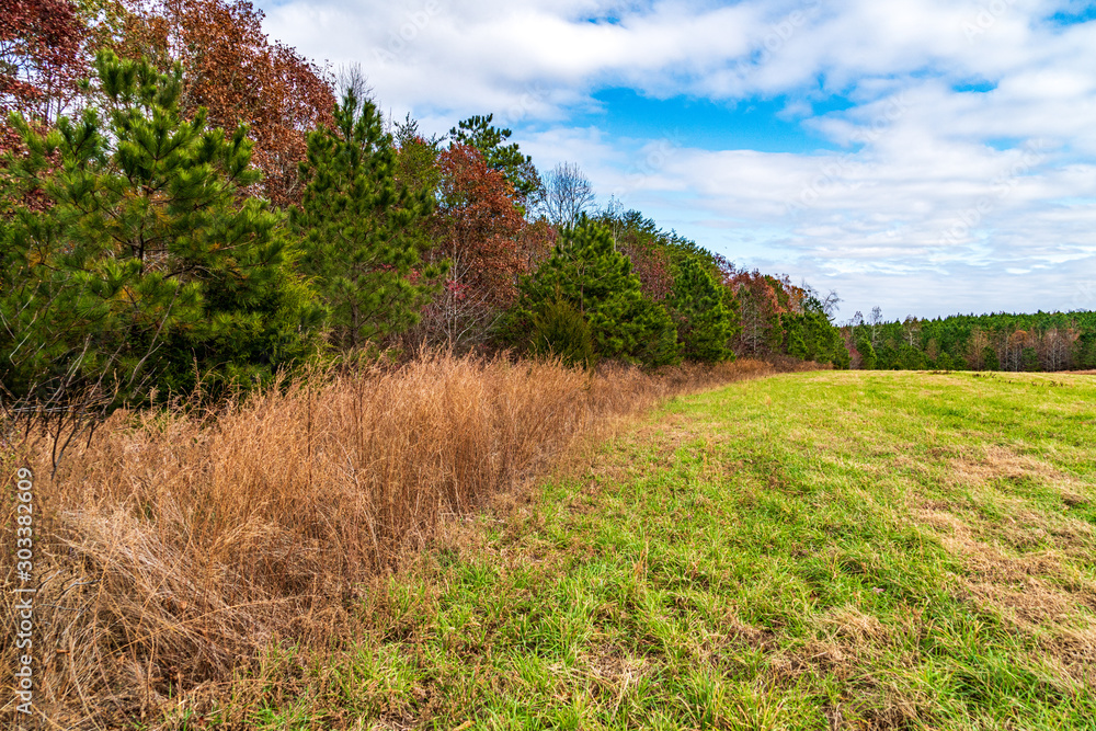 Fototapeta premium Autumn Forest and Field