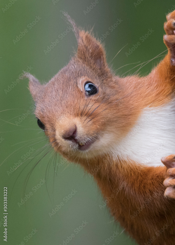Fotografie Ecureuil roux (Sciurus vulgaris), Portrait de face