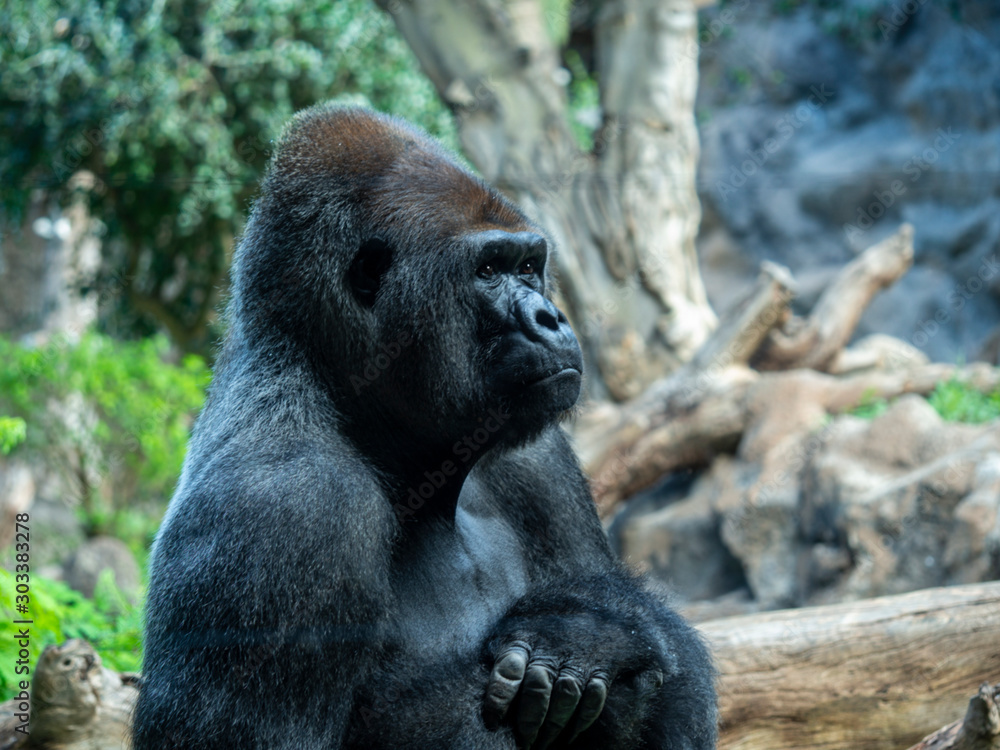 Closeup of a seated adult male Western Lowland gorilla in a zoo enclosure Closeup of a seated adult male Western Lowland gorilla in a zoo enclosure