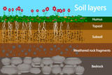 Soil layers. Diagram for layer of soil. Soil layer scheme with grass and roots, earth texture and stones. Cross section of humus or organic and underground soil layers beneath. Vector illustration