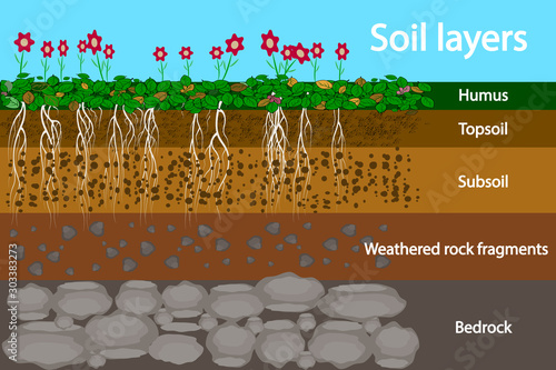 Soil layers. Diagram for layer of soil. Soil layer scheme with grass and roots, earth texture and stones. Cross section of humus or organic and underground soil layers beneath. Vector illustration photo