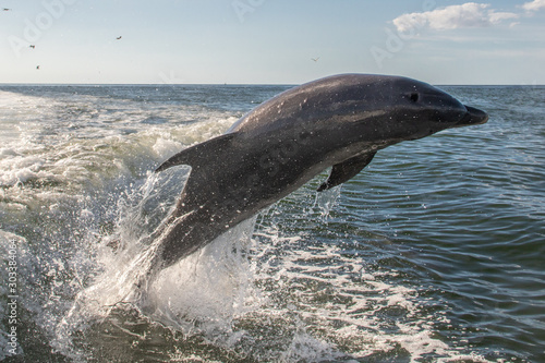 Delfine in Florida © Boris
