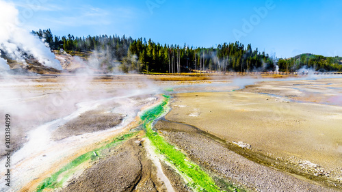 Lime-green Cyanidium algae thrive in warm water flowing from the Geysers in the Porcelain Basin of Norris Geyser Basin area in Yellowstone National Park in Wyoming, United States of America