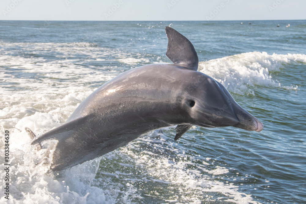 Fototapeta premium Delfine in Florida