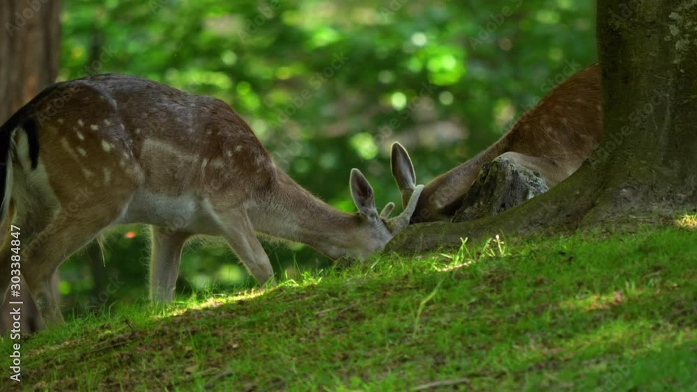 Two young bucks learn to fight. Peaceful green forest setting. Two young bucks learn to fight. Peaceful green forest setting.