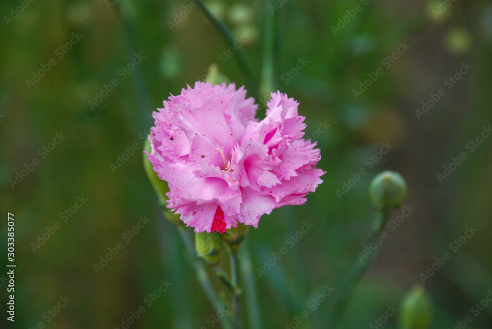 Obraz premium Goździki